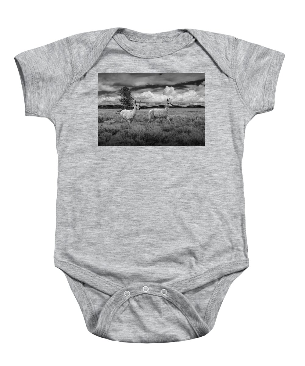 Antelope Baby Onesie featuring the photograph Antelope Pair in Monochrome by Randall Nyhof