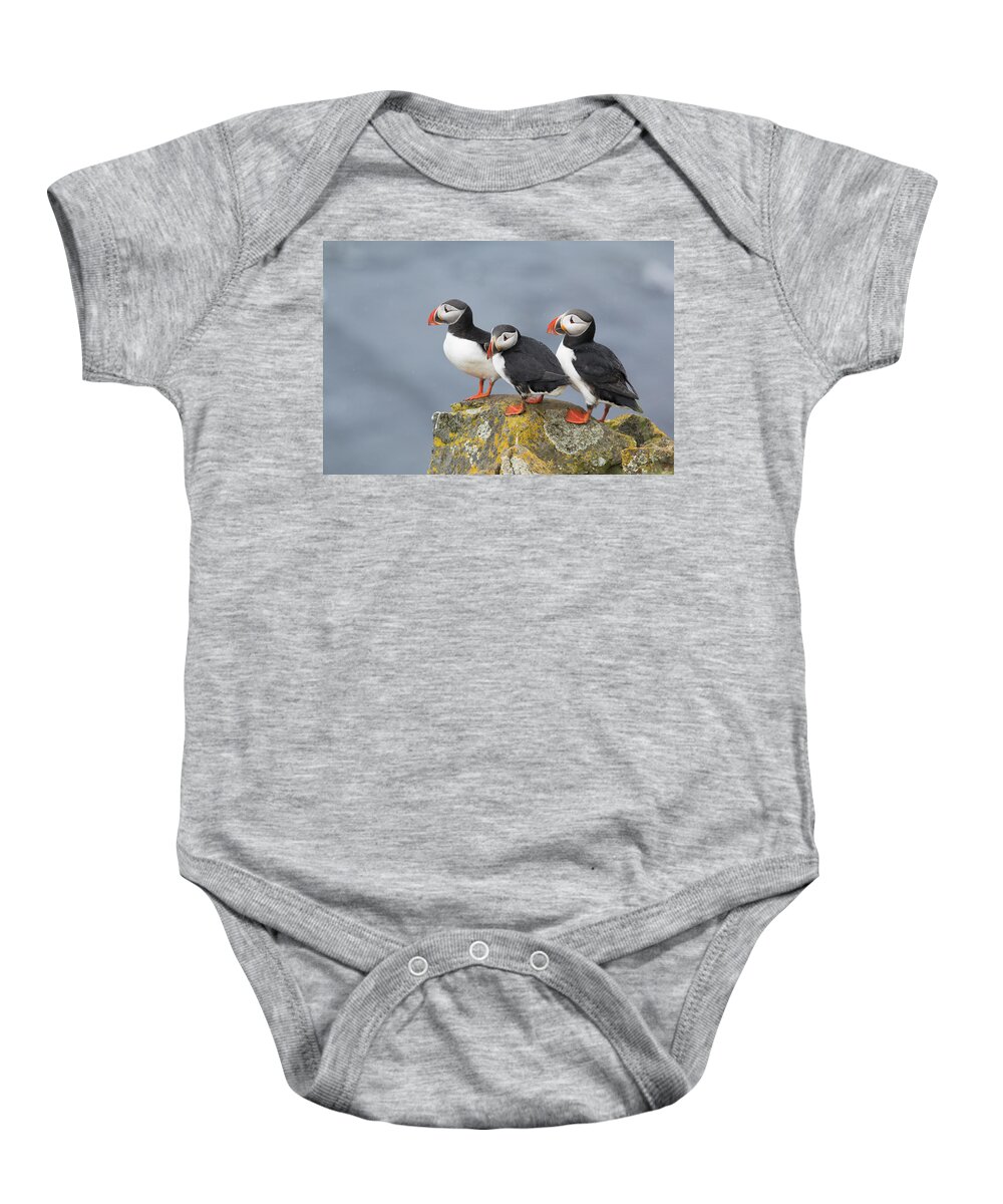 Flpa Baby Onesie featuring the photograph Atlantic Puffin Trio Latrabjarg Iceland by Bill Coster