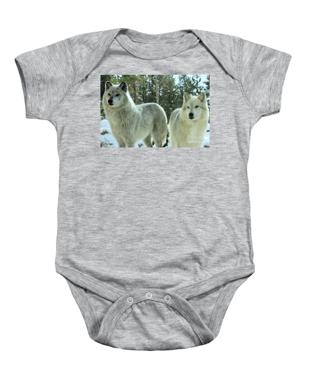 Montana Wolves Baby Onesie featuring the photograph Attention Grabber by Adam Jewell