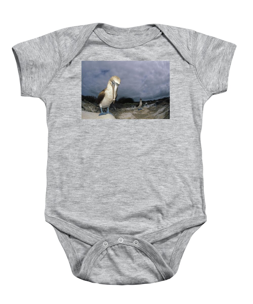 Feb0514 Baby Onesie featuring the photograph Blue-footed Booby Galapagos Islands by Tui De Roy
