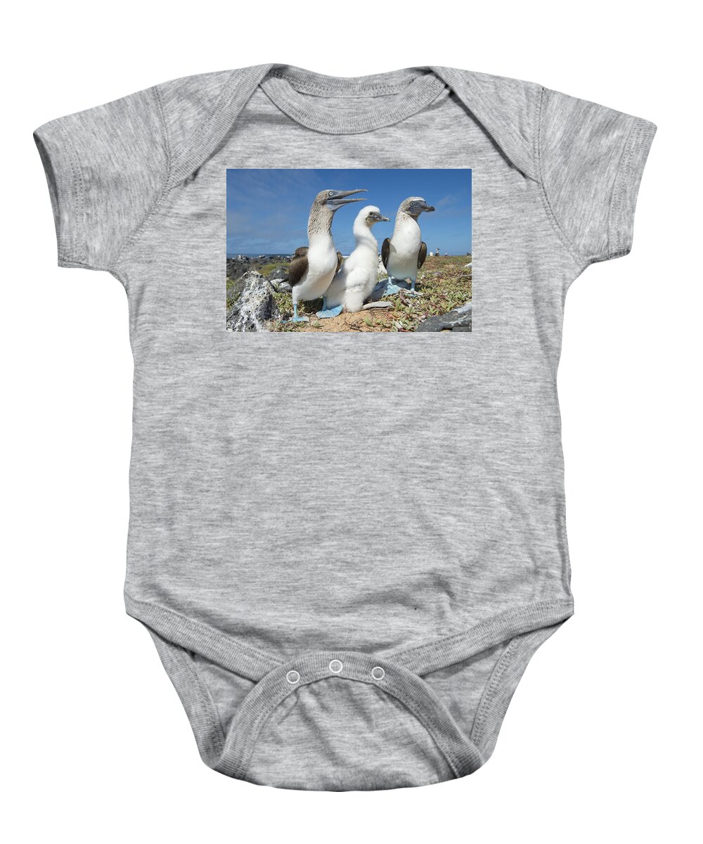 531690 Baby Onesie featuring the photograph Blue-footed Booby With Chick At Nest by Tui De Roy
