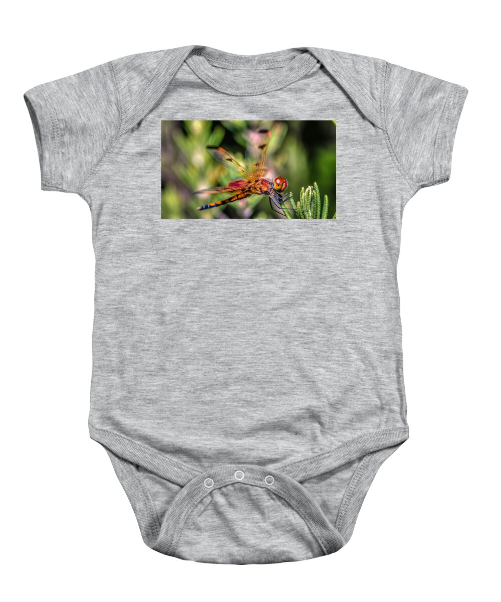 Wildlife Baby Onesie featuring the photograph Calico Pennant by Traveler's Pics