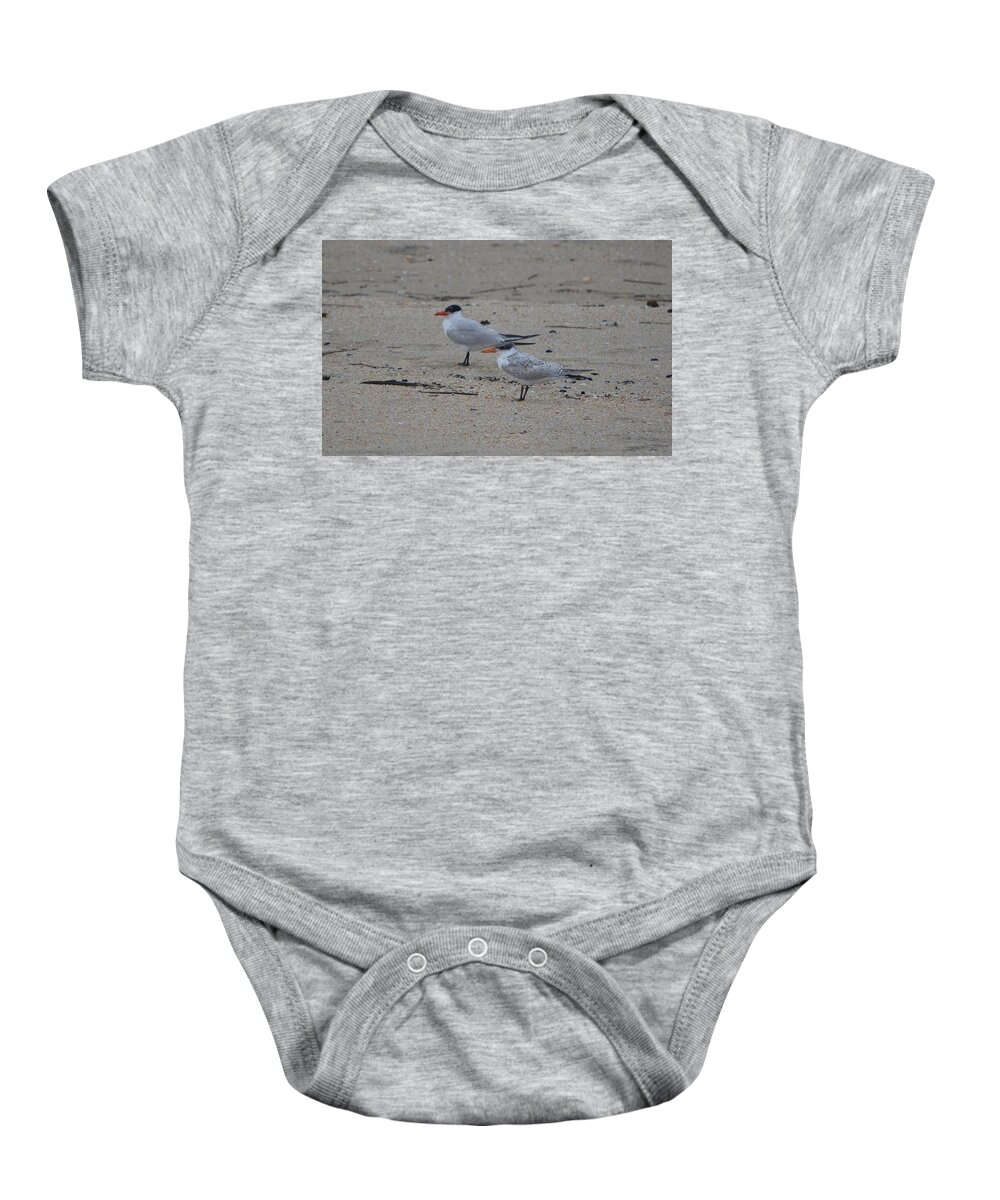 Birds Baby Onesie featuring the photograph Caspian Tern Young and Adult by James Petersen