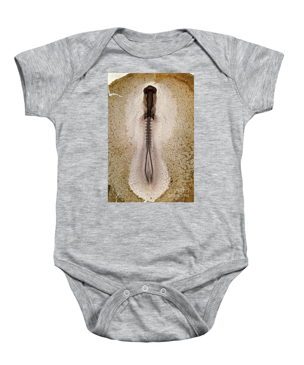 Science Baby Onesie featuring the photograph Chicken Development 5 Of 12 by Biophoto Associates