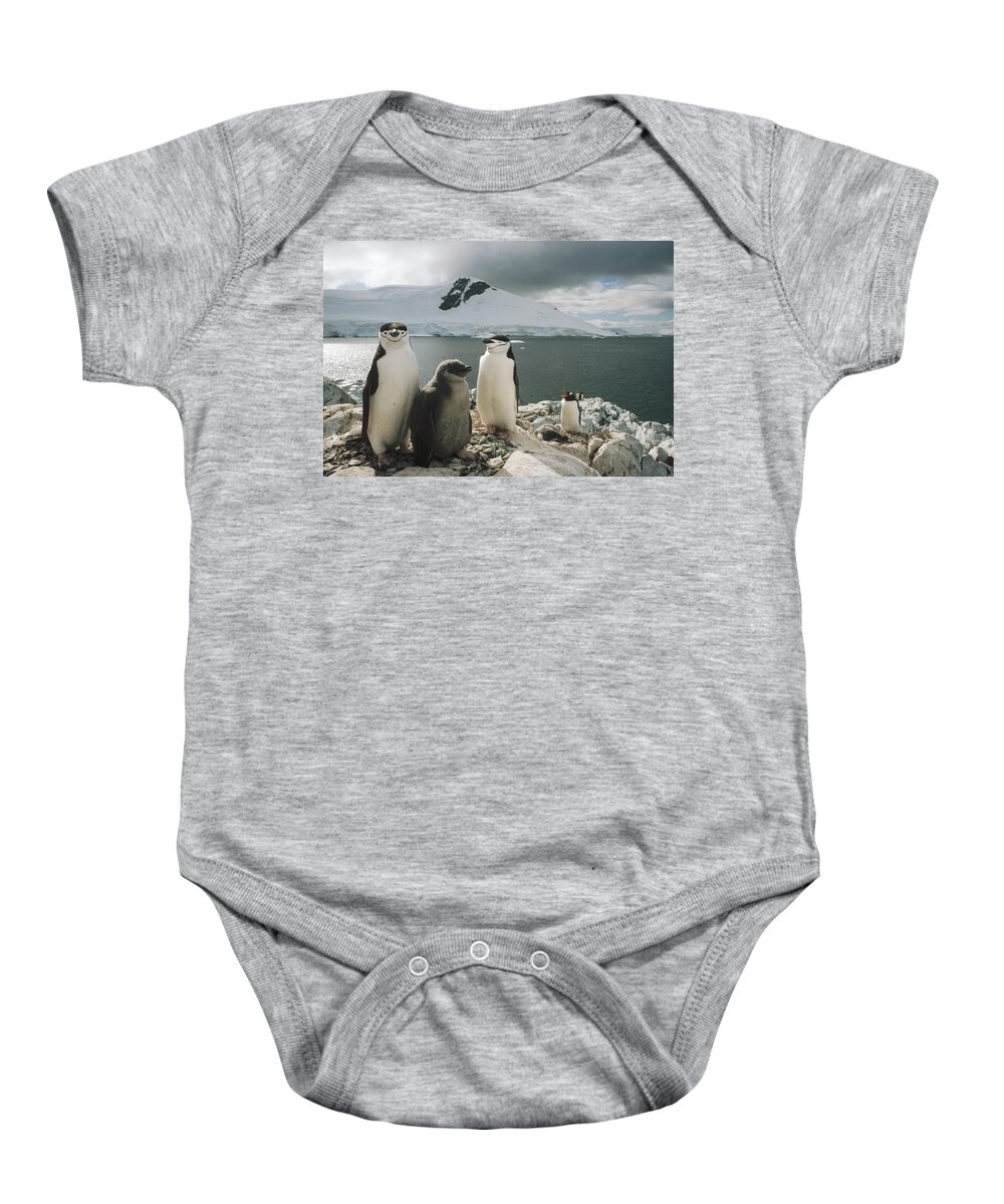 Feb0514 Baby Onesie featuring the photograph Chinstrap Penguins With Chick Paradise by Tui De Roy