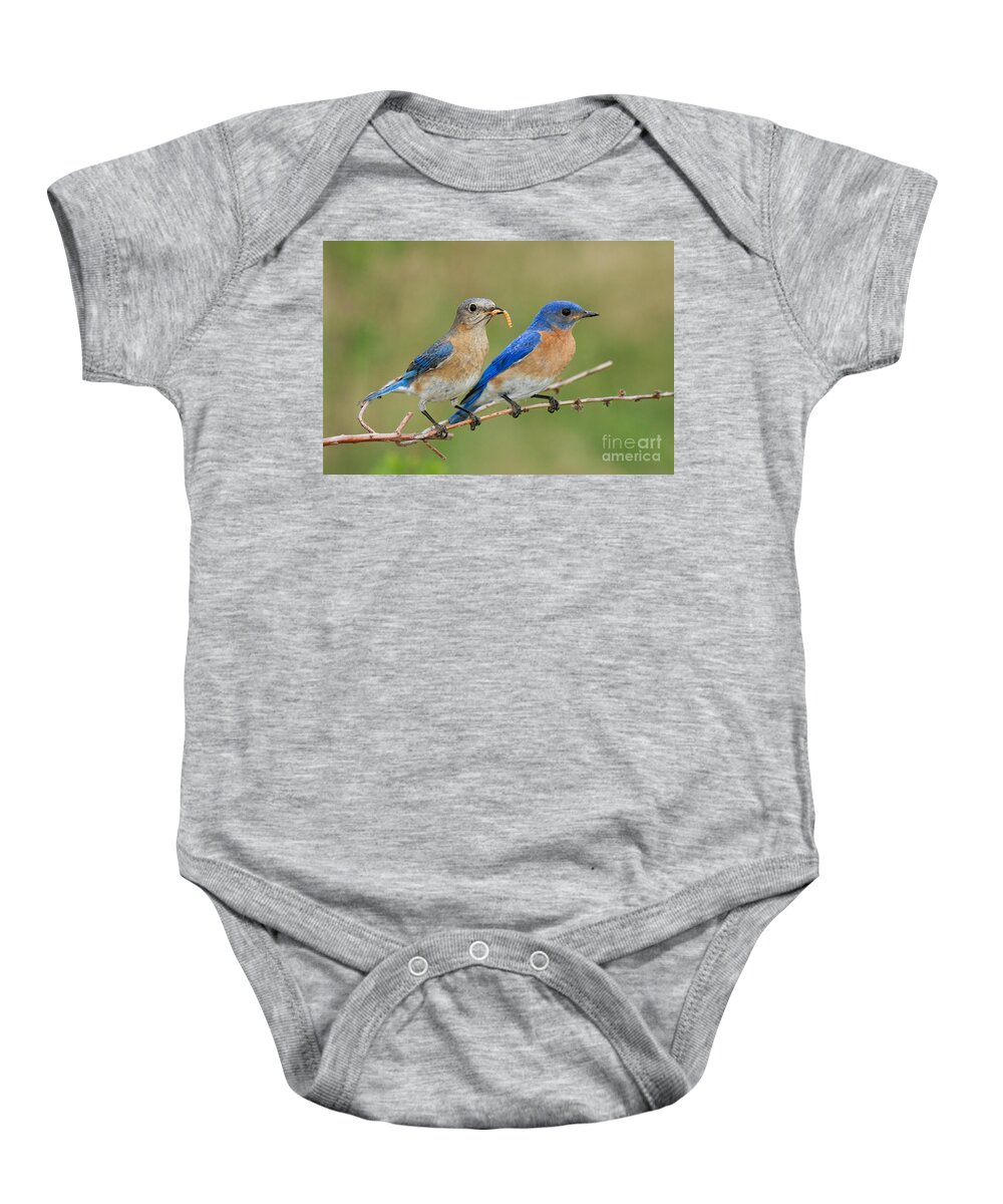 Sialia Sialis Baby Onesie featuring the photograph Eastern Bluebird Pair by Linda Freshwaters Arndt