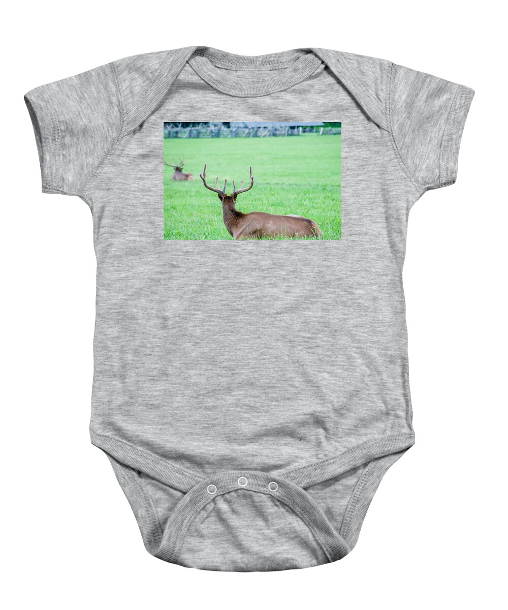 Great Baby Onesie featuring the photograph Elk Resting On A Meadow In Great Smoky Mountains by Alex Grichenko