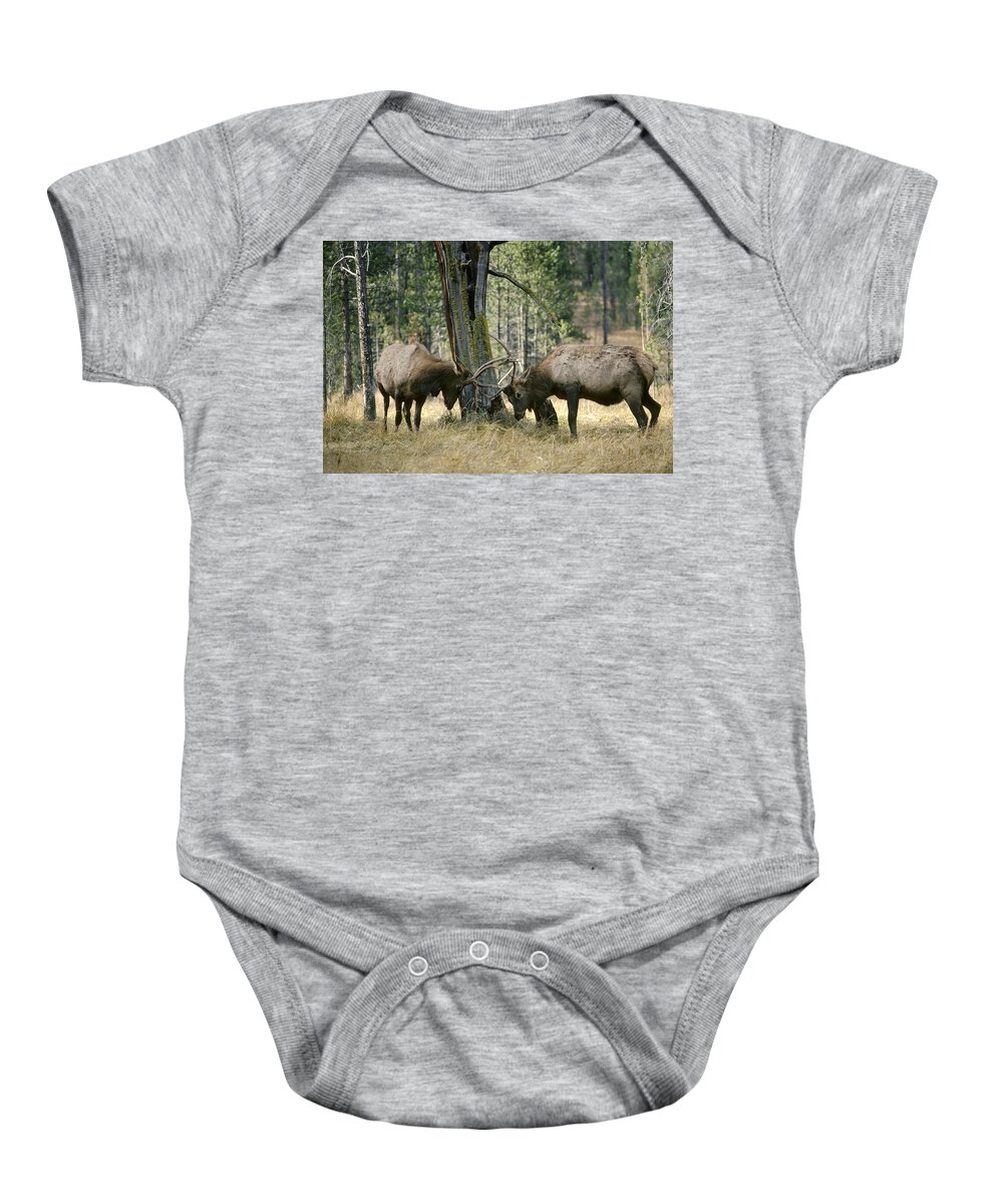 Feb0514 Baby Onesie featuring the photograph Elks Sparring Yellowstone Np Wyoming by Michael Quinton