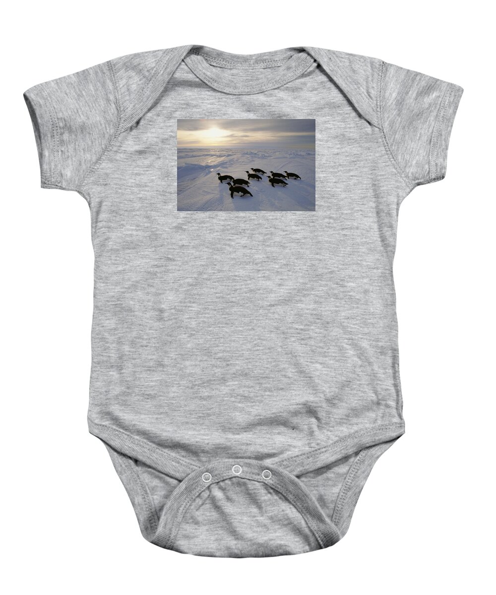 538006 Baby Onesie featuring the photograph Emperor Penguins Tobogganing Weddell Sea by Kevin Schafer