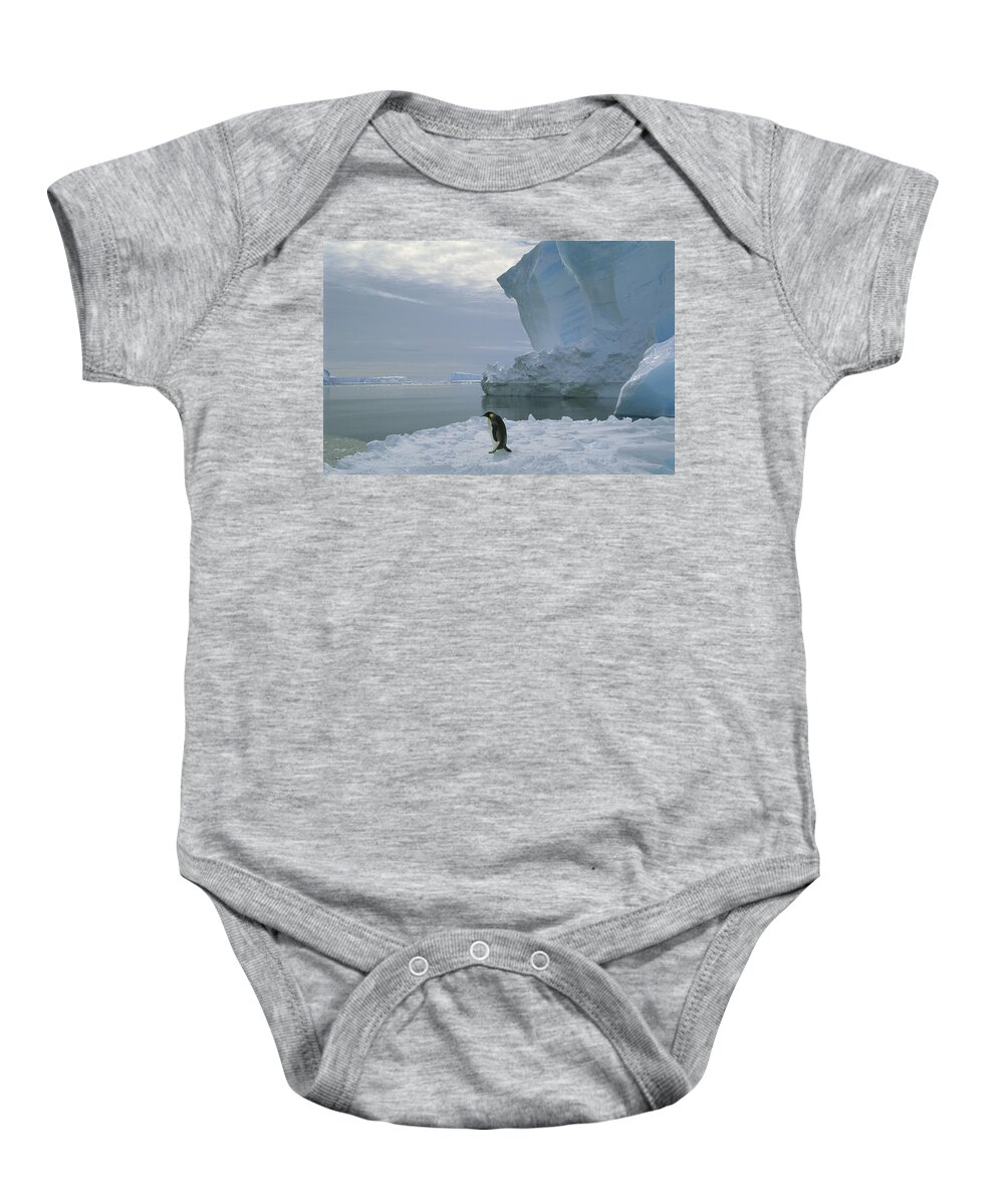 Feb0514 Baby Onesie featuring the photograph Emperor Penguin Walking Weddell Sea by Tui De Roy