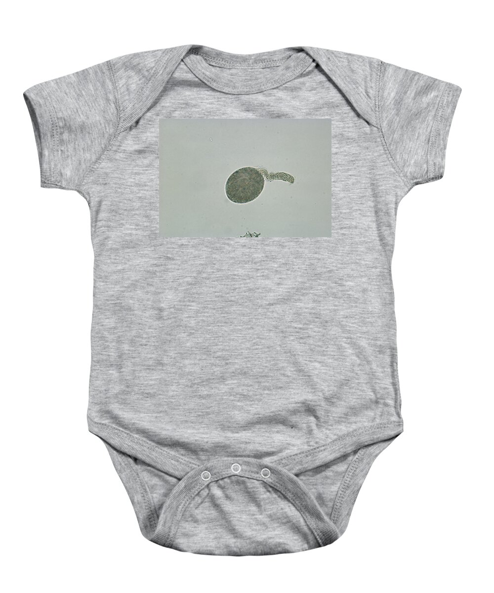Botany Baby Onesie featuring the photograph Germinating Lily Pollen by Perennou Nuridsany