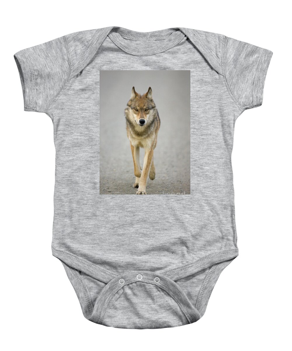00440973 Baby Onesie featuring the photograph Gray Wolf in Denali by Yva Momatiuk John Eastcott