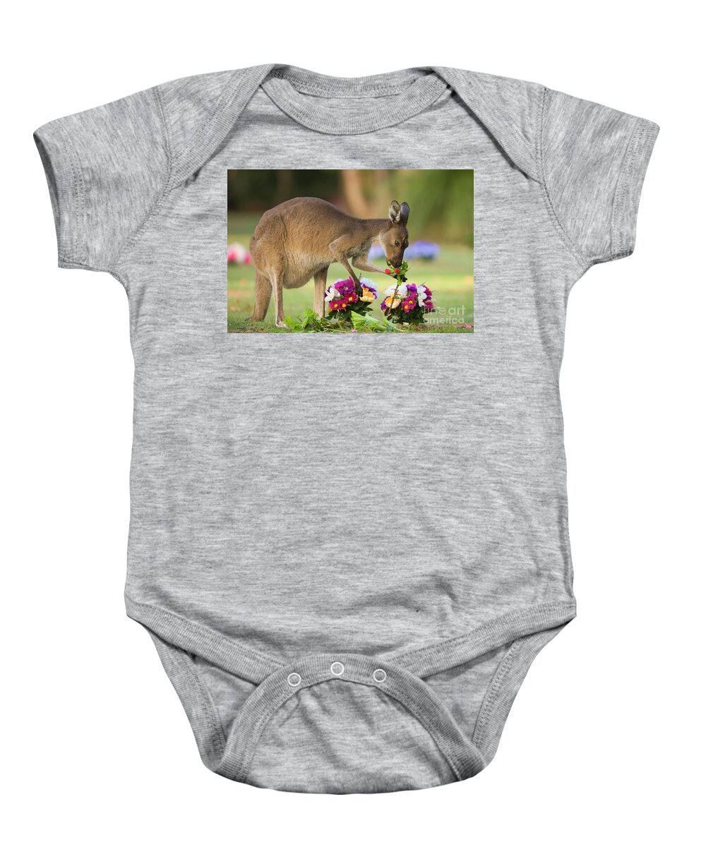 00451879 Baby Onesie featuring the photograph Grey Kangaroo Eating Graveyard Flowers by Yva Momatiuk and John Eastcott