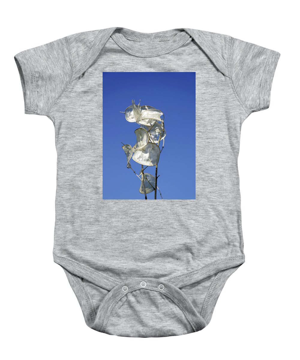 Europe Baby Onesie featuring the photograph Honesty Seed Pods by Rod Johnson