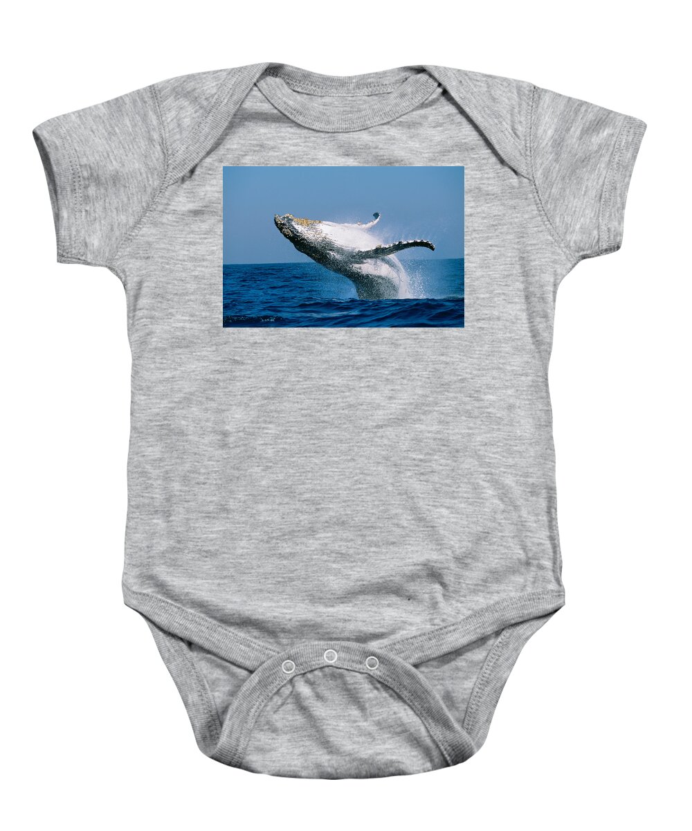 Photography Baby Onesie featuring the photograph Humpback Whale Megaptera Novaeangliae by Panoramic Images