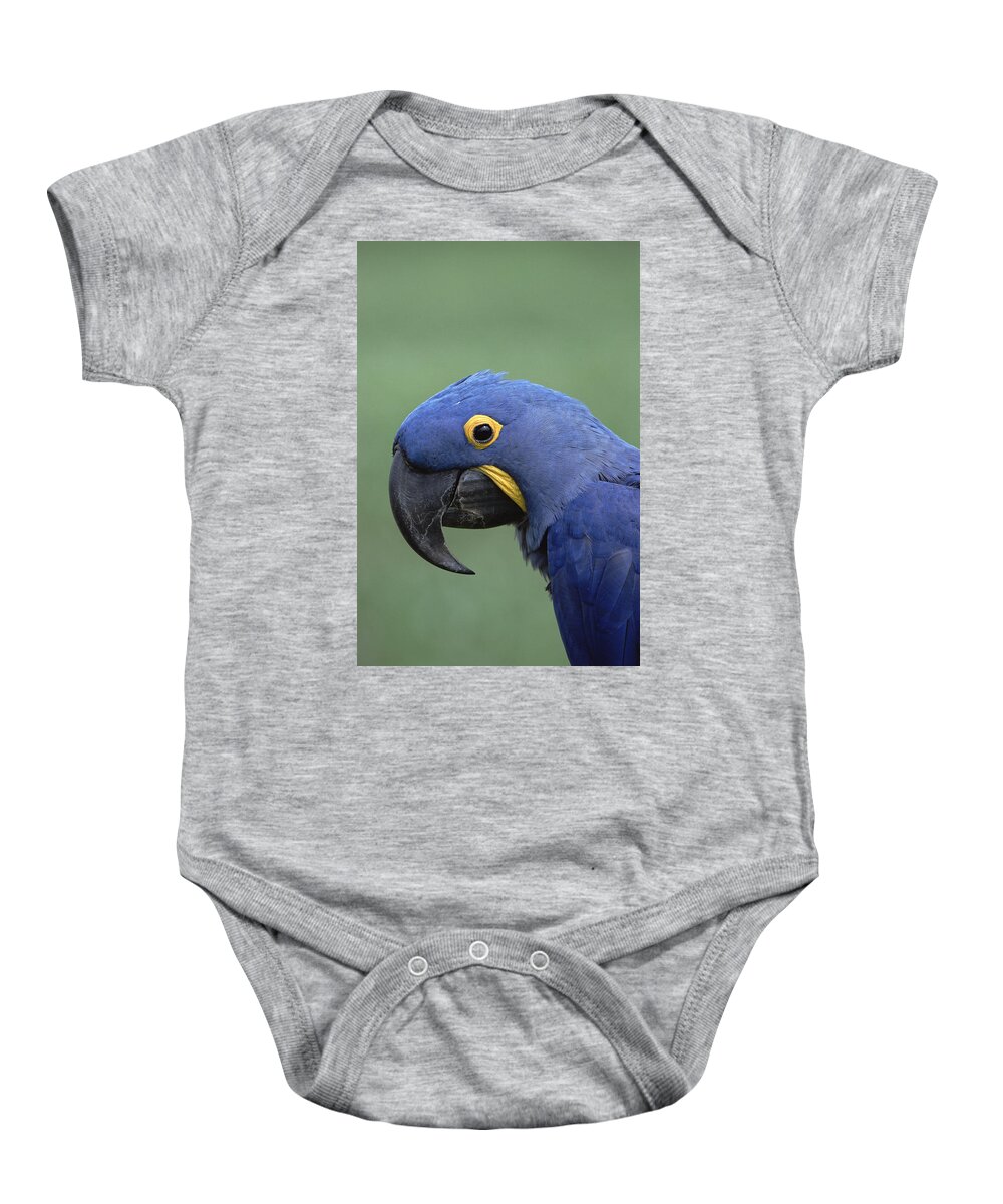 Feb0514 Baby Onesie featuring the photograph Hyacinth Macaw Portrait Pantanal Brazil by Konrad Wothe