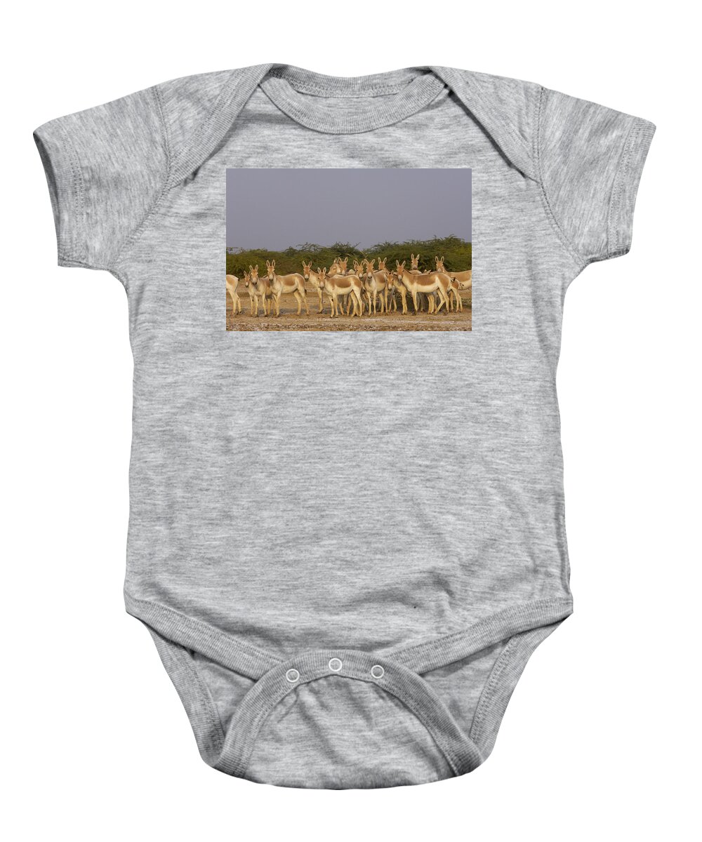 Feb0514 Baby Onesie featuring the photograph Indian Wild Ass Herd Gujarat India by Pete Oxford
