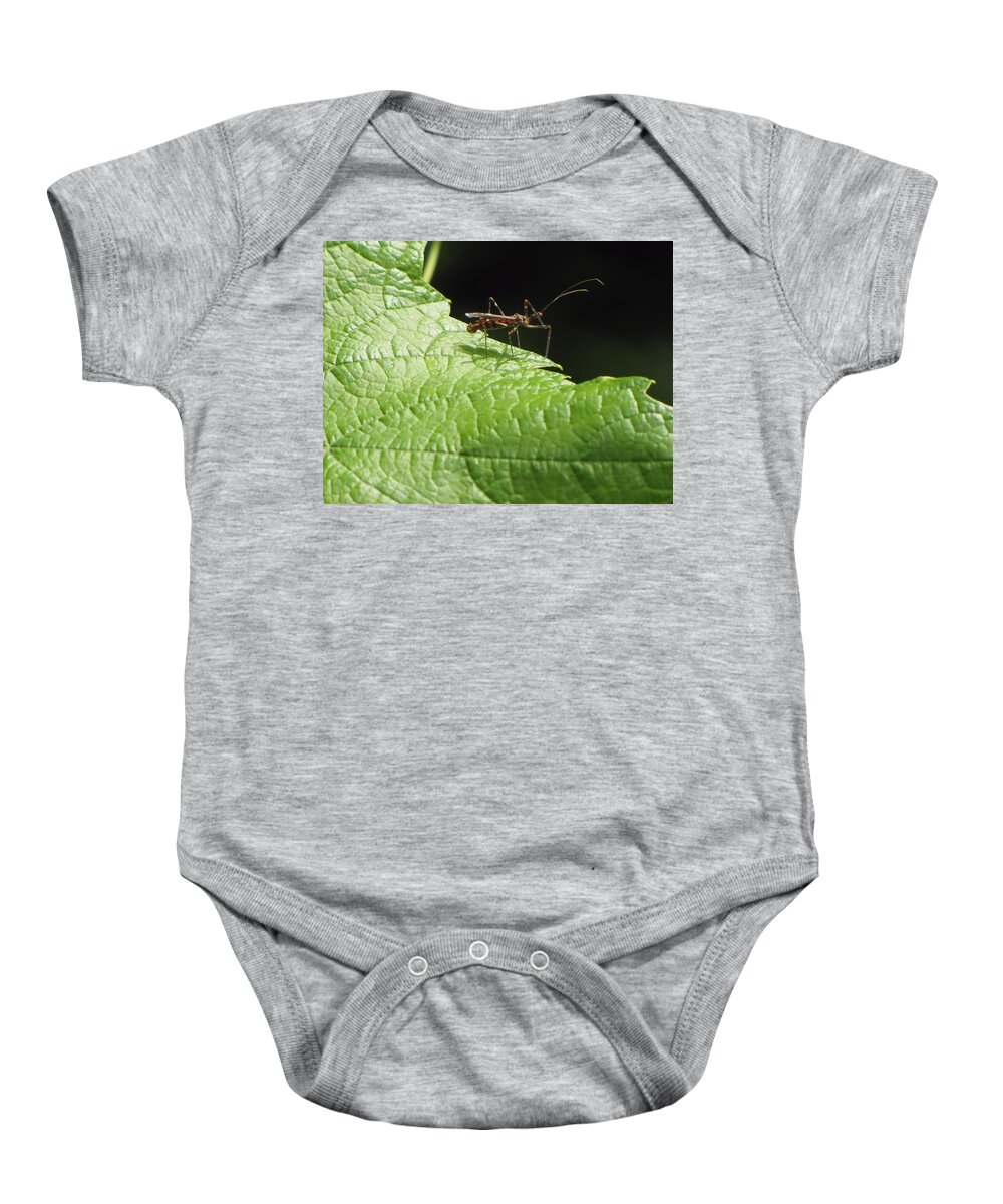 Insect Baby Onesie featuring the photograph Insect on Leaf by MTBobbins Photography