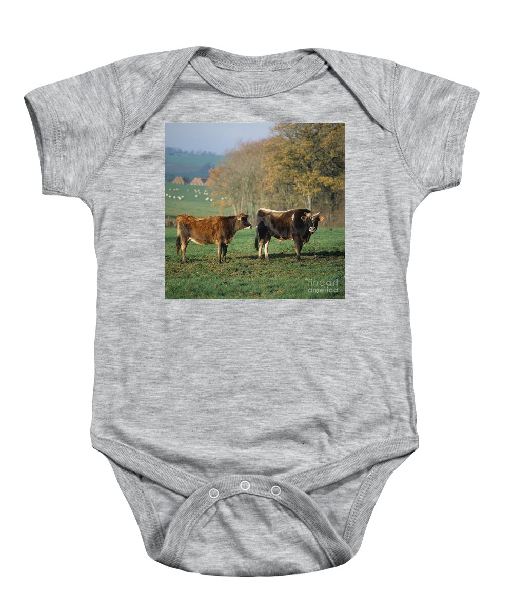 Jersey Cow Baby Onesie featuring the photograph Jersey Bull And Heifer by Nigel Cattlin