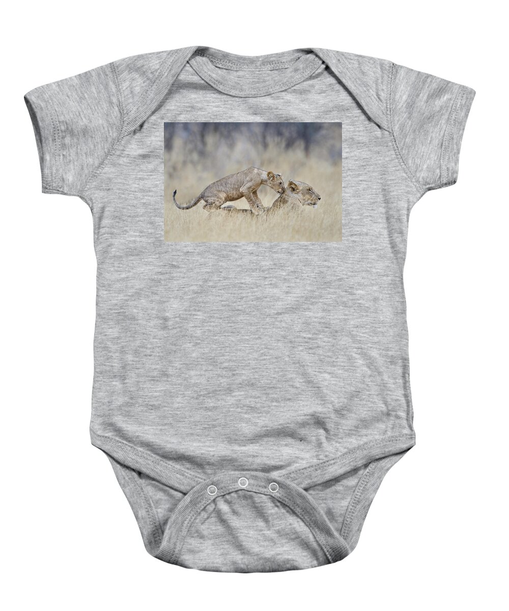 Photography Baby Onesie featuring the photograph Lioness Panthera Leo With Its Cub, Kenya by Animal Images