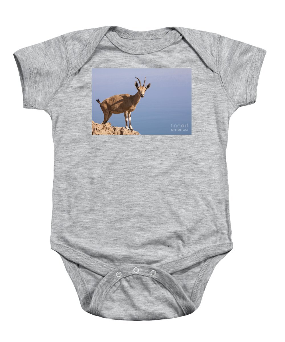 Ibex Baby Onesie featuring the photograph Male Nubian Ibex 1 by Eyal Bartov