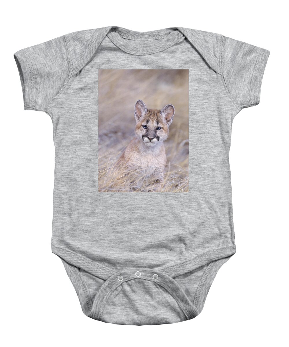 North America; Wildlife; Mammal; Moutain Lion Baby Onesie featuring the photograph Mountain Lion Cub in Dry Grass by Dave Welling