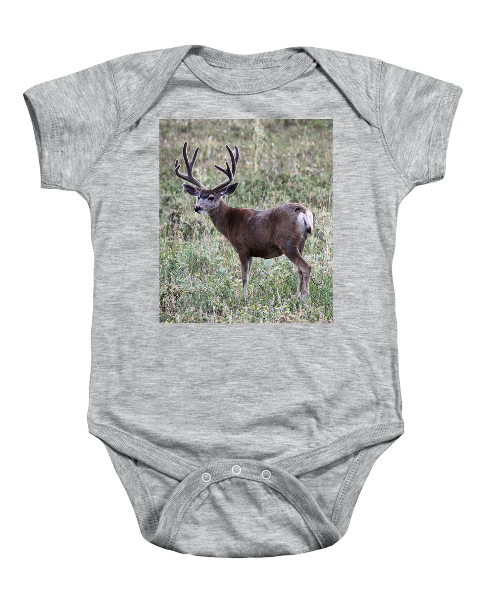 Mule Deer Baby Onesie featuring the photograph Muley Buck by Shane Bechler