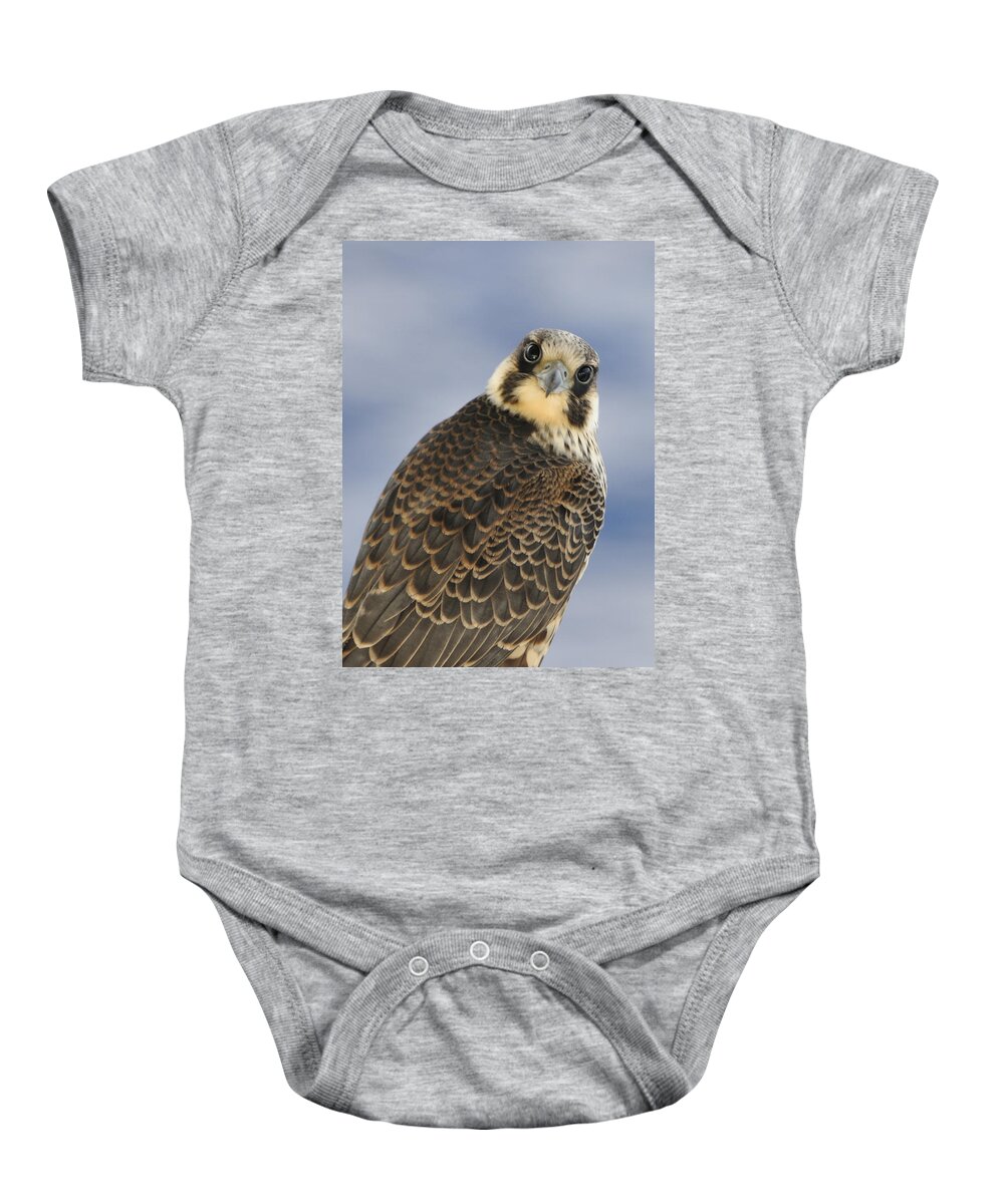 Falcon Baby Onesie featuring the photograph Peregrine falcon looking at you by Bradford Martin
