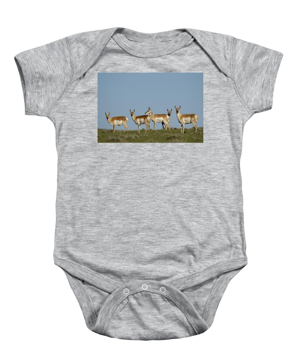 Feb0514 Baby Onesie featuring the photograph Pronghorn Antelope Herd Wyoming by Pete Oxford