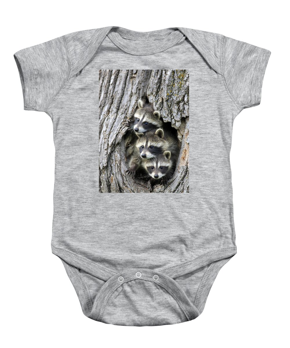 Flpa Baby Onesie featuring the photograph Raccoon Trio At Den Minnesota by Jurgen and Christine Sohns
