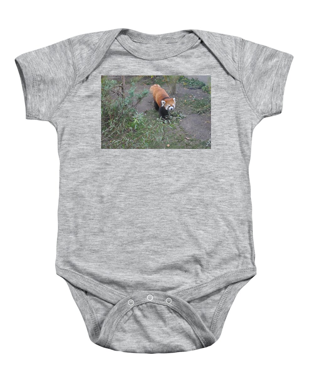 Red Panda Baby Onesie featuring the photograph Red Panda 2 by Jim Hogg
