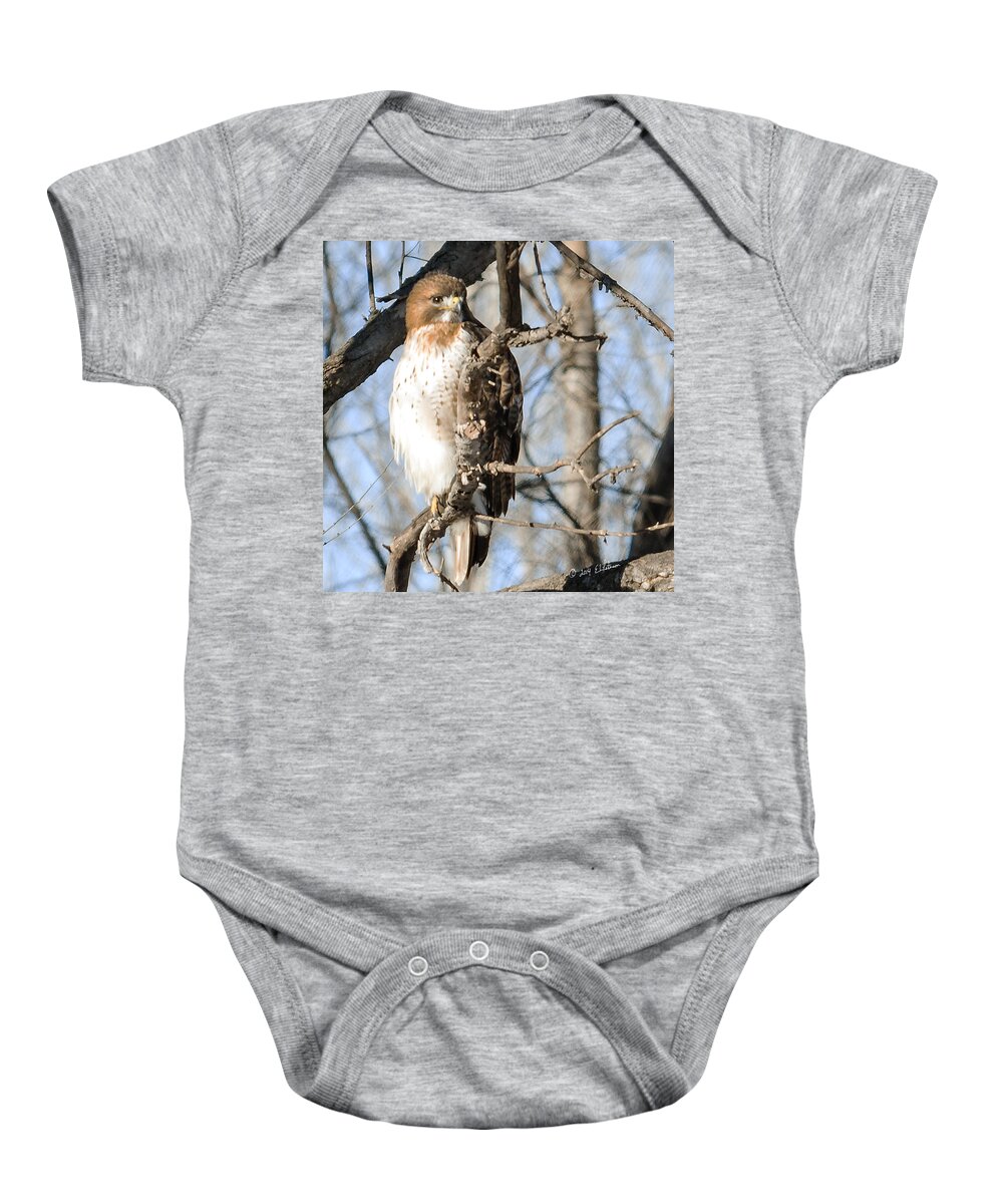 Standing Bear Baby Onesie featuring the photograph Red-tailed Hawk Looking by Ed Peterson