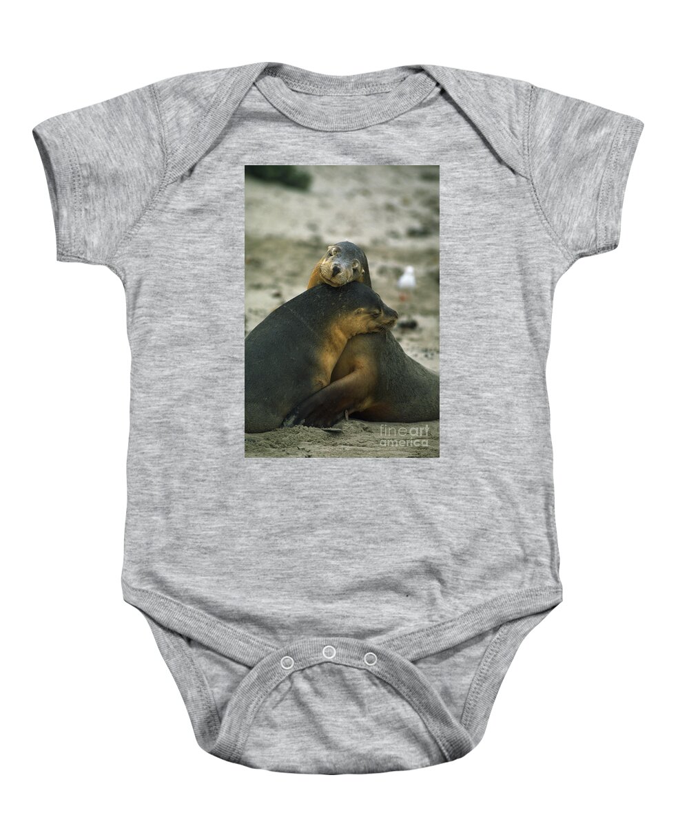 Sea Lion Baby Onesie featuring the photograph Sea Lions by Gregory G. Dimijian