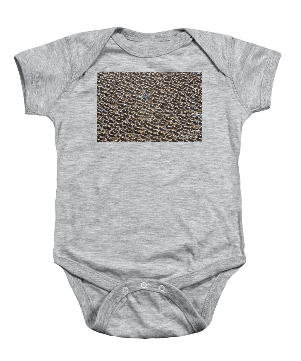 00536652 Baby Onesie featuring the photograph Semipalmated Sandpipers Sleeping by Yva Momatiuk John Eastcott