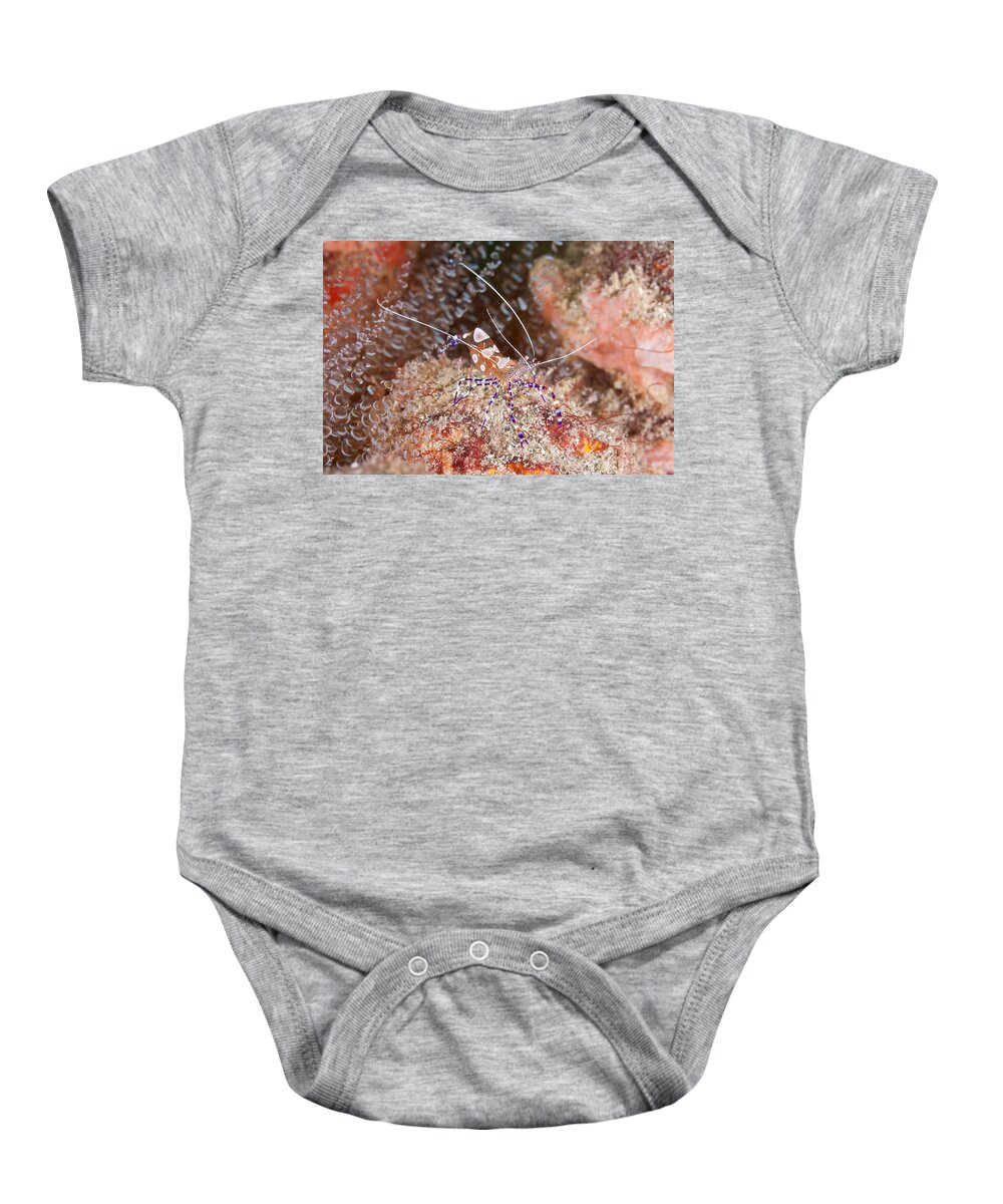 Spotted Cleaner Shrimp Baby Onesie featuring the photograph Spotted Cleaner Shrimp by Andrew J. Martinez