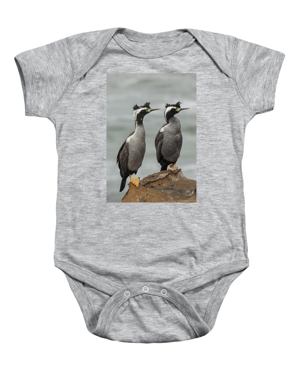 530838 Baby Onesie featuring the photograph Spotted Shags At Shag Point Otago New by Colin Monteath