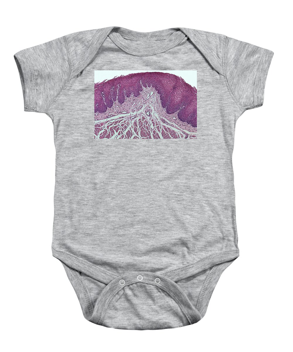Horizontal Baby Onesie featuring the photograph Stratified Squamous Epithelium Mucosa by Science Stock Photography