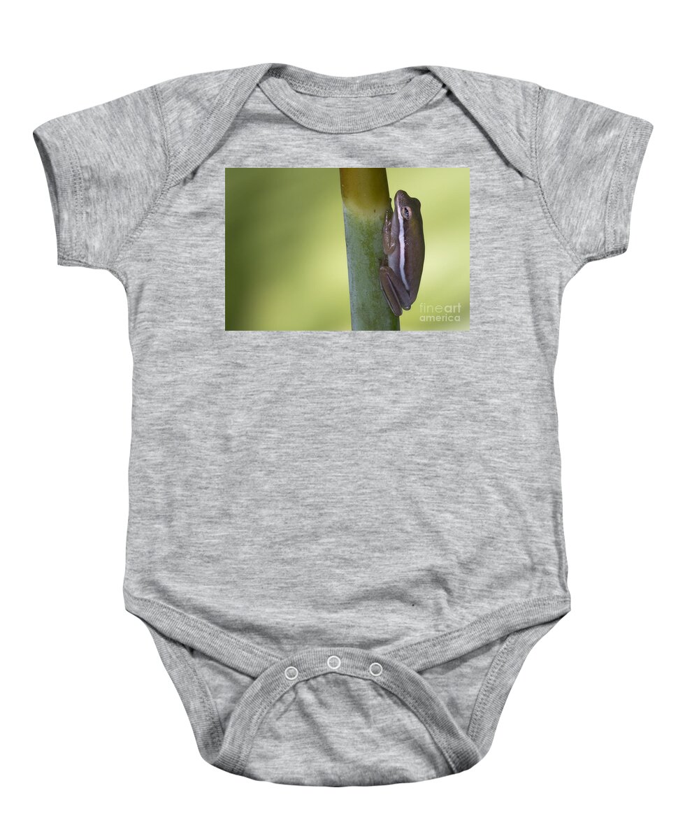 Tree Frog Baby Onesie featuring the photograph Tree Frog by Meg Rousher