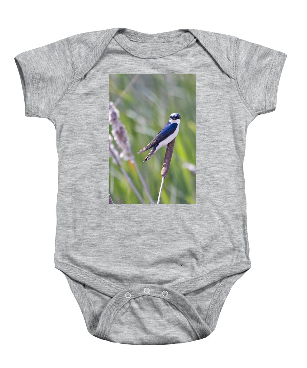 Tree Swallow Baby Onesie featuring the photograph Tree Swallow by Sandy Swanson
