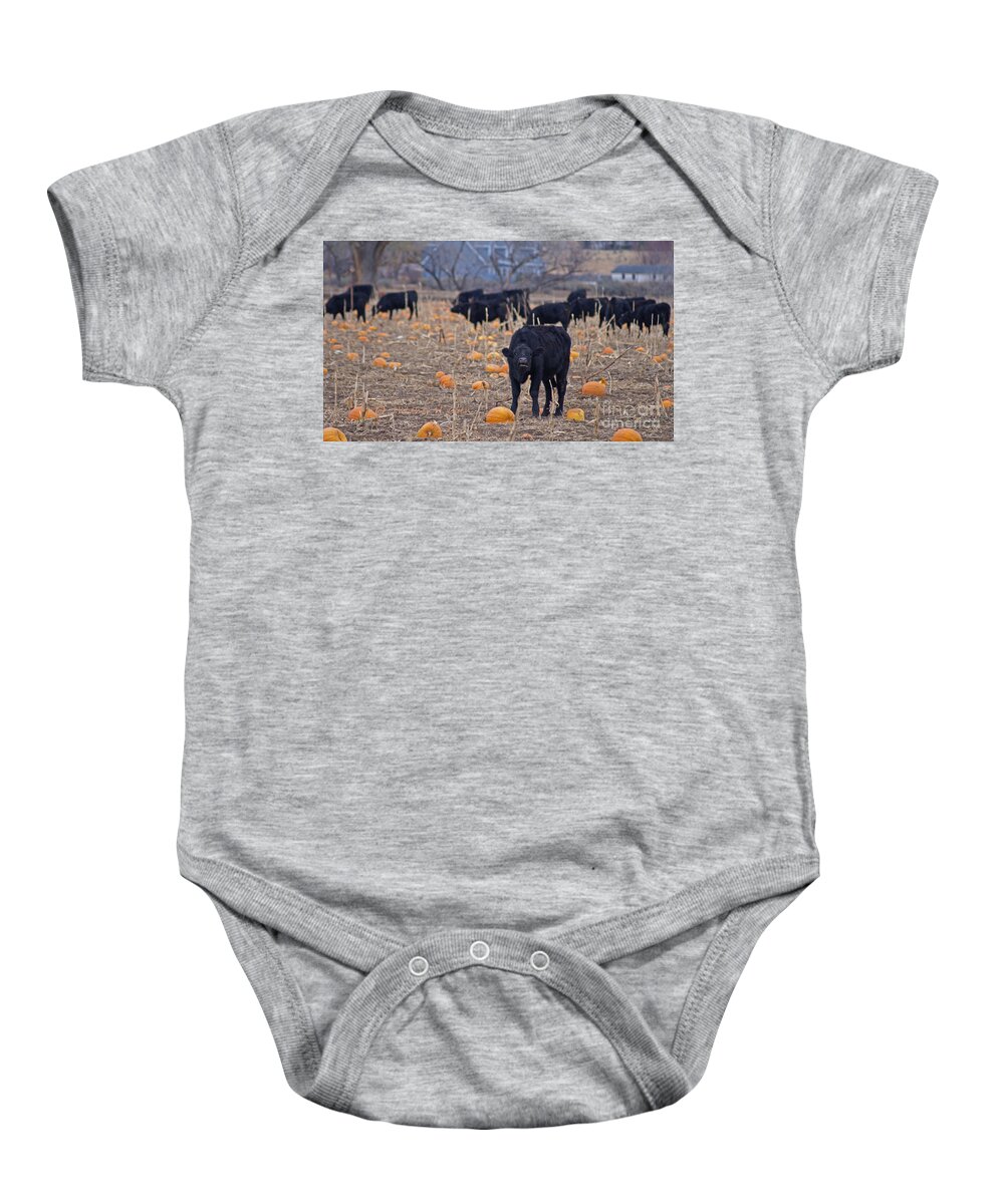 Cows Baby Onesie featuring the photograph Trick or Treat Cows by Heather Coen