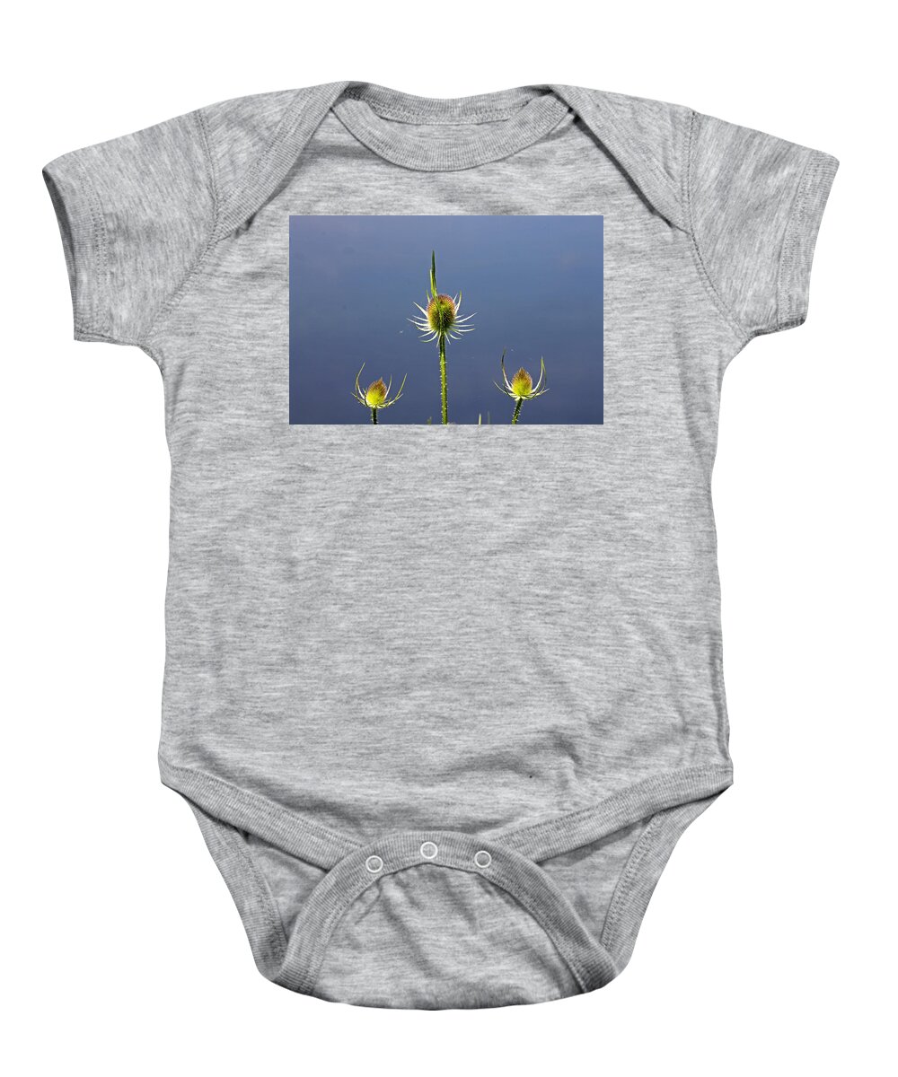 Cotswolds Baby Onesie featuring the photograph Trio of Teasels by Tony Murtagh