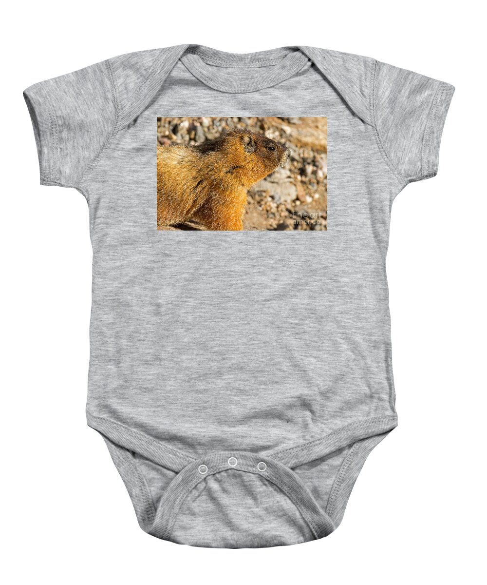 Colorado Baby Onesie featuring the photograph Yellow Bellied Marmot on Lookout in Rocky Mountain National Park by Fred Stearns