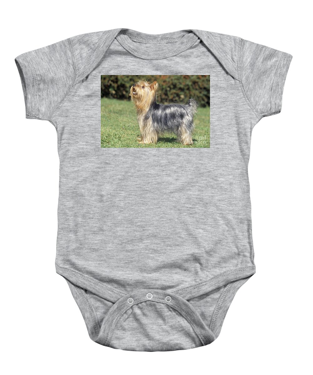 Yorkshire Terrier Baby Onesie featuring the photograph Yorkshire Terrier Dog by M. Watson