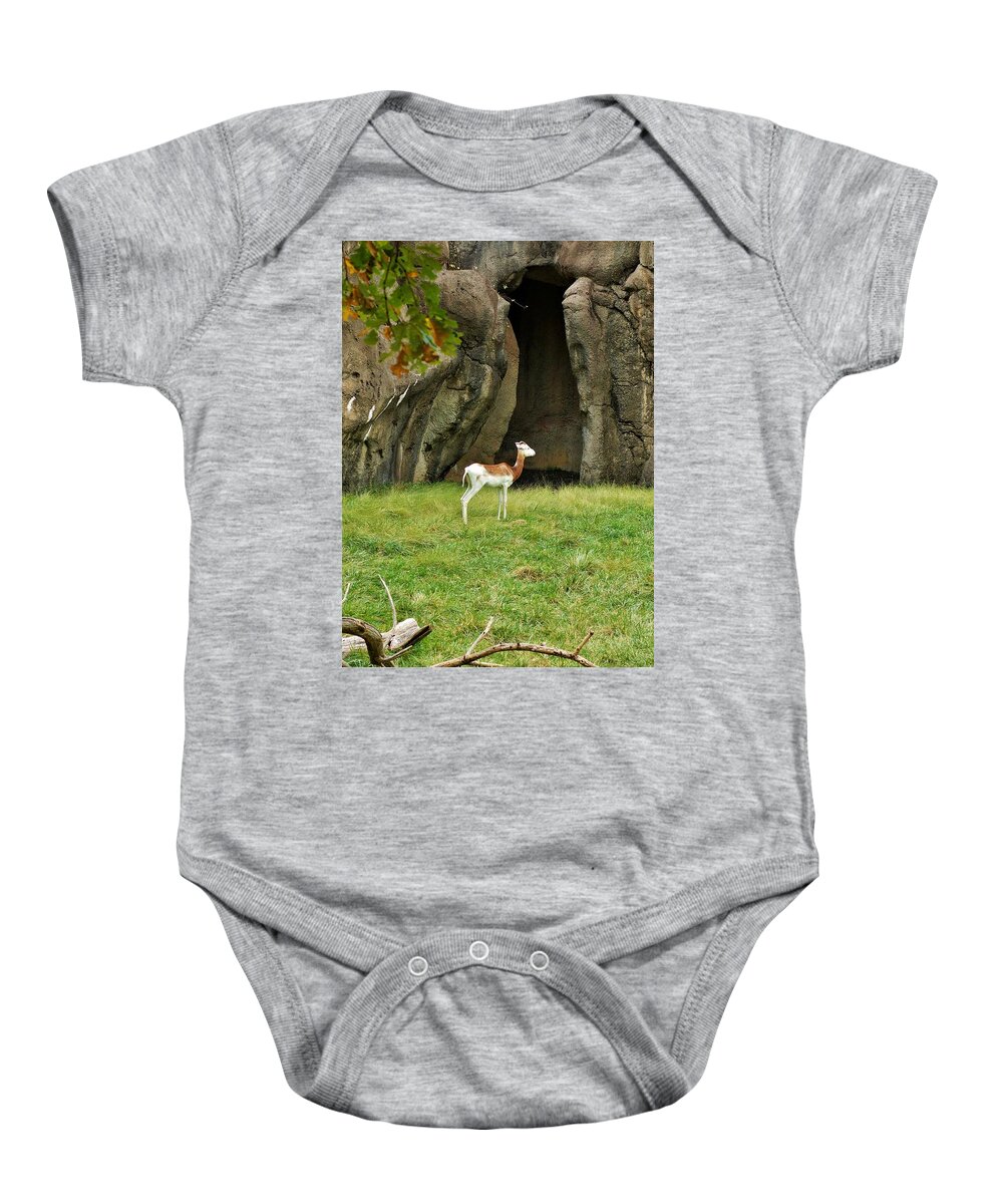 Addra Gazelle Baby Onesie featuring the photograph Young Addra Gazelle by Jean Goodwin Brooks
