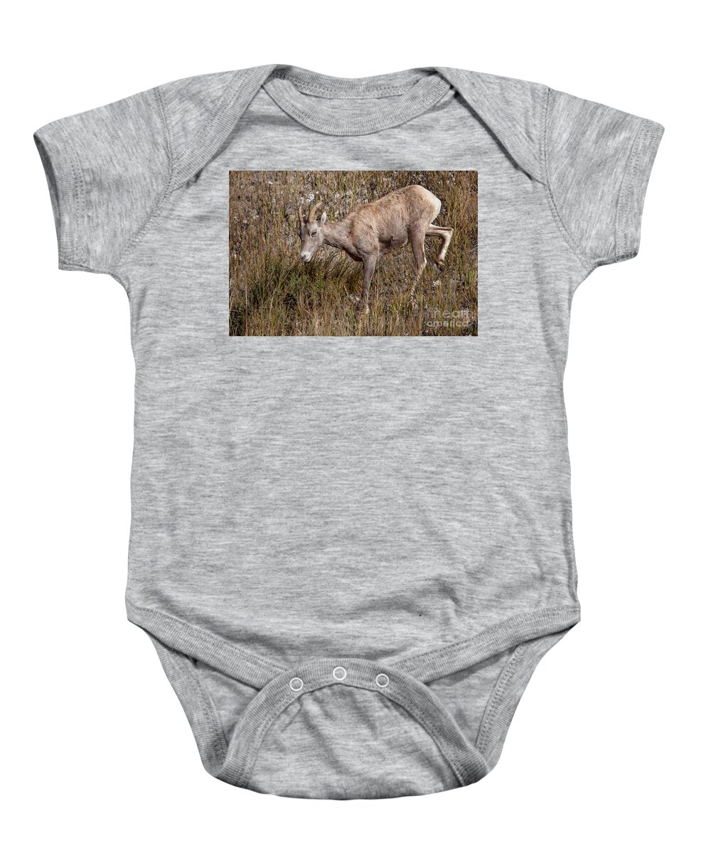 Sheep Baby Onesie featuring the photograph Bighorn Ewe by Ronald Lutz