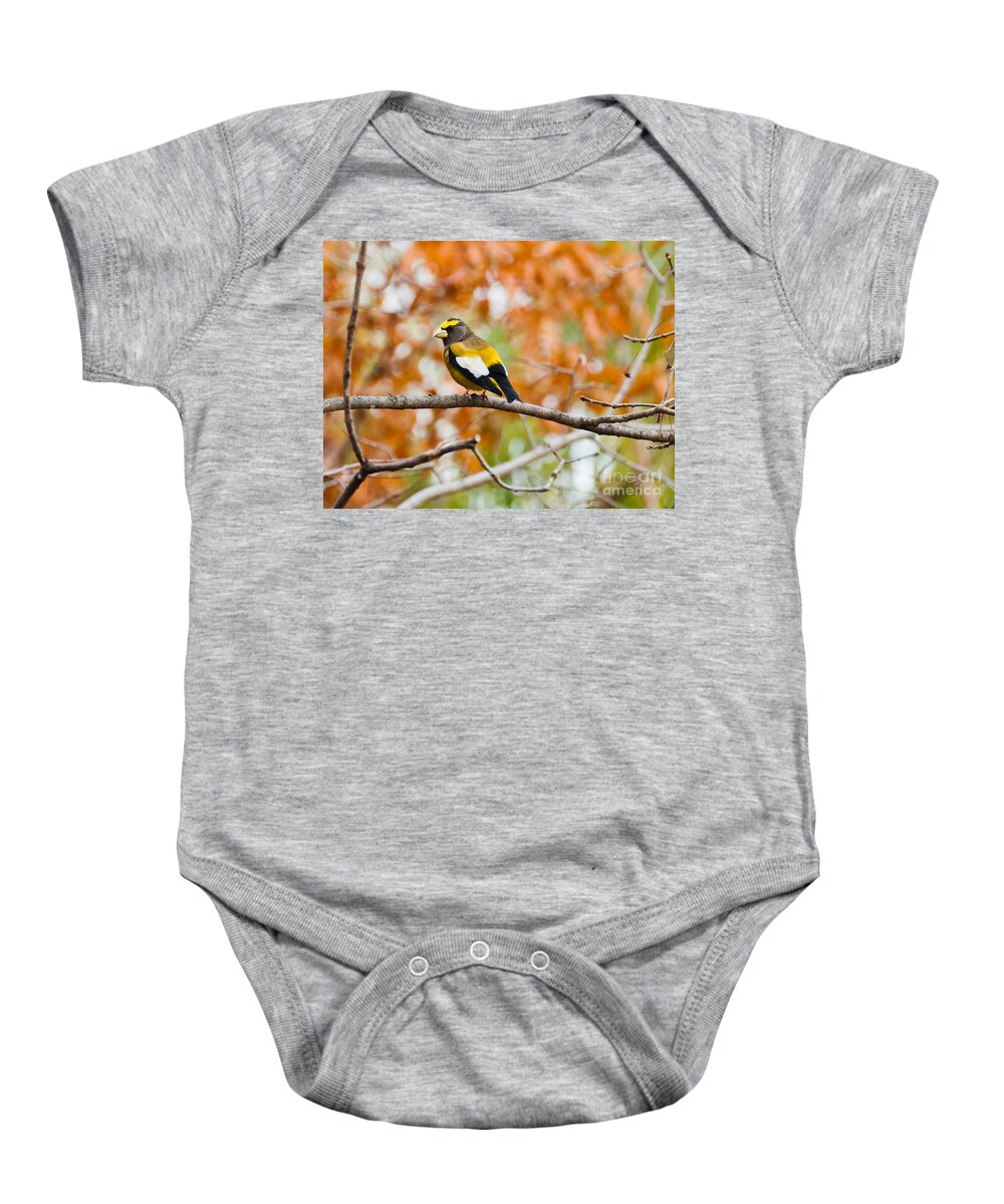 Evening Grosbeak Baby Onesie featuring the photograph Autumn Perch by Cheryl Baxter