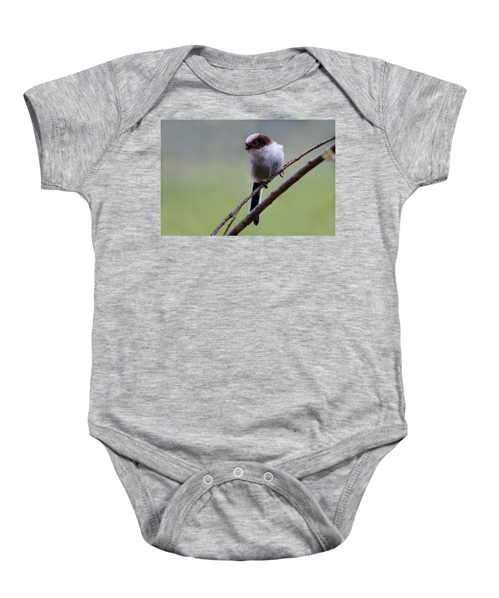 Long Tailed Tits Baby Onesie featuring the photograph Long tailed tit #1 by Gavin Macrae