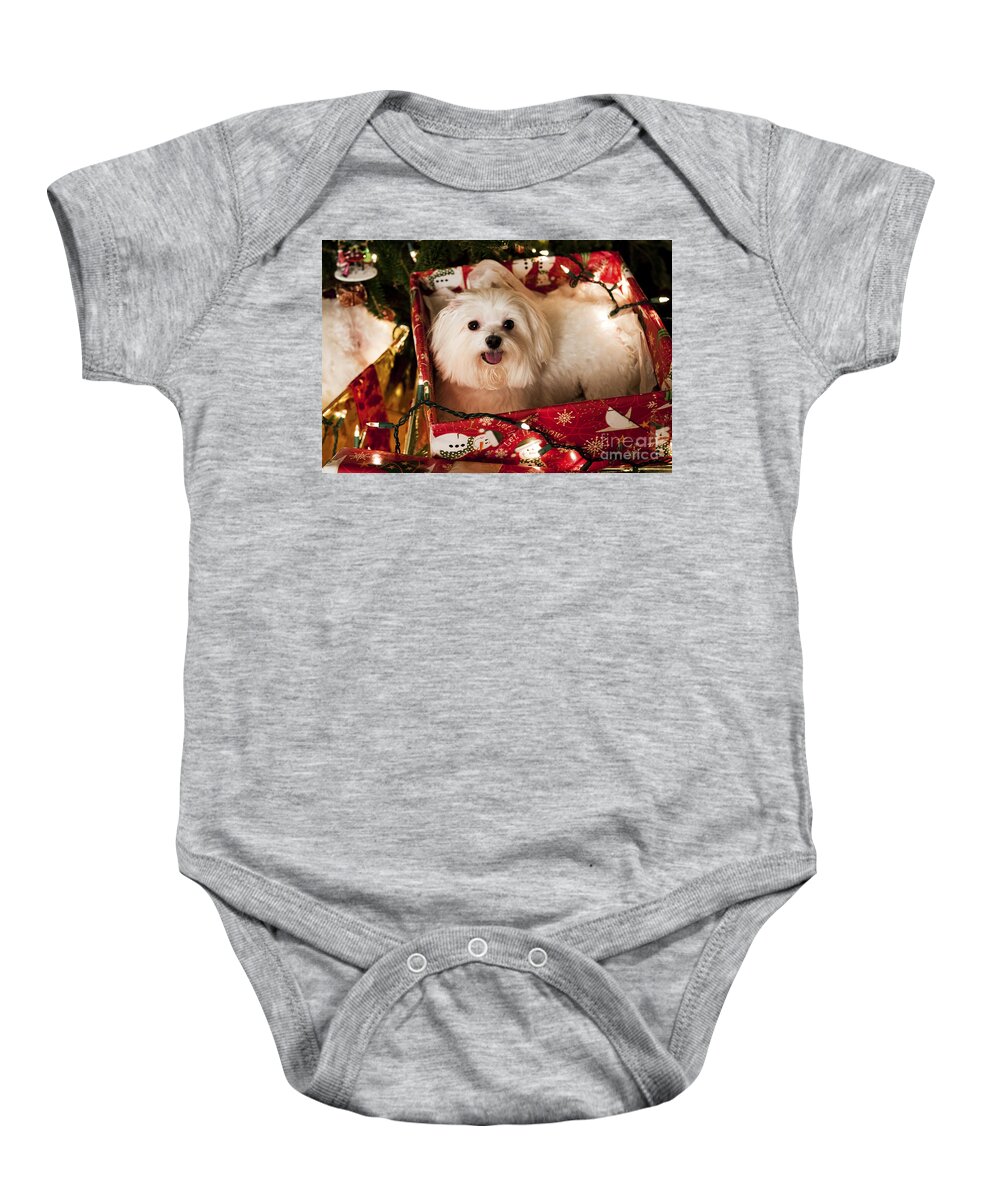 Maltese Baby Onesie featuring the photograph All wrapped up by Leslie Leda