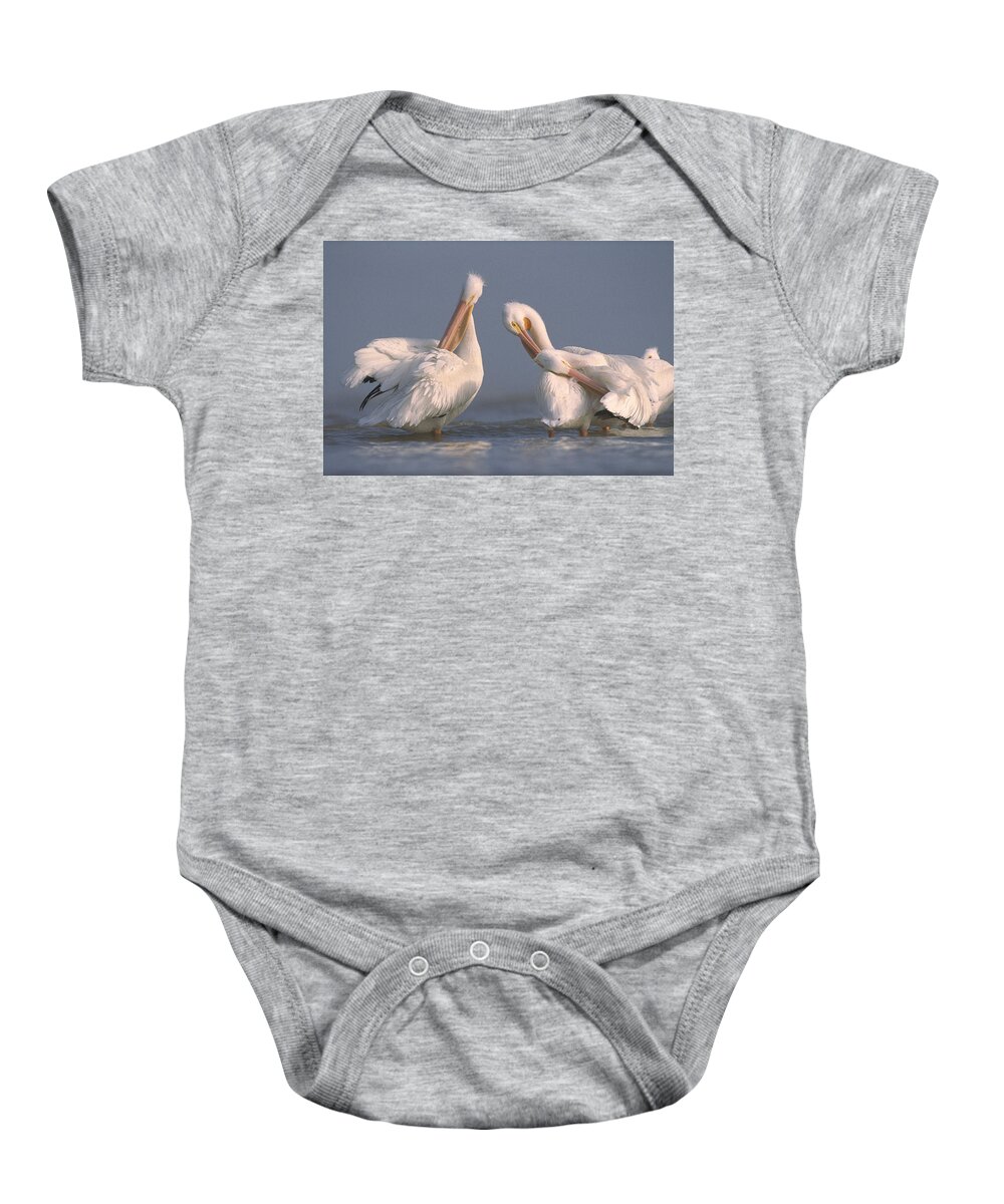 00170048 Baby Onesie featuring the photograph American White Pelican Pair Preening by Tim Fitzharris