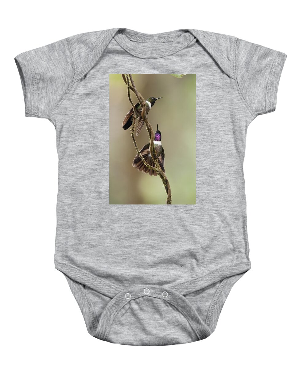 Mp Baby Onesie featuring the photograph Amethyst-throated Sunangel Heliangelus by Murray Cooper